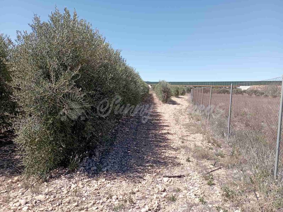 Tomt i Caudete, Albacete - bilde 1